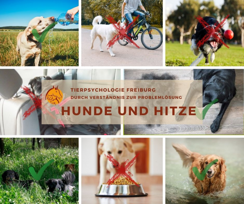 Hund und Hitze • Blog • Tierpsychologie Freiburg