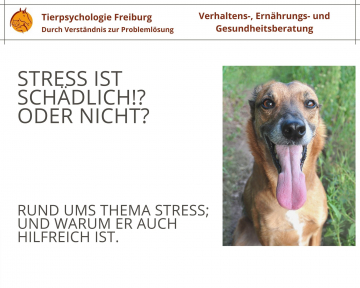 Stress beim Hund