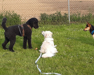 Kommunikationsgruppe für mittlere und große Hunde 2