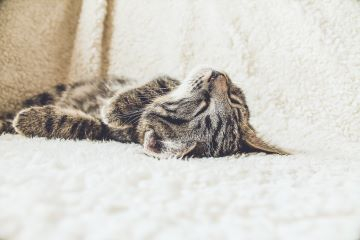 Verhaltensberatung Katze
