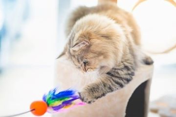 cute-persian-cat-playing-toy-260nw-609486527
