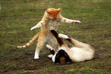 Verhaltensberatung für Katzen