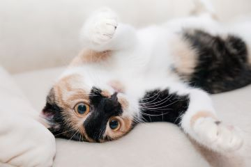 Verhaltensberatung Katze im Glück