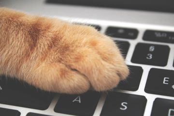 Telefonische Beratung für Katzen