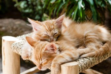 Verhaltensberaung Katzen im Glück