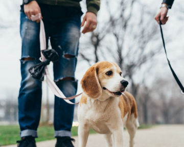 Hundebegegnung Leine 2