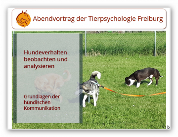 Vortrag Hundebeobachtungen I