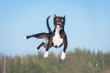 Tierpsychologie Freiburg Kennenlerntermin