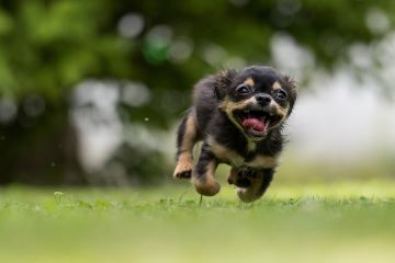 dog-1801419_1920