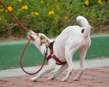 FlexKurs Frustrationstoleranz 2