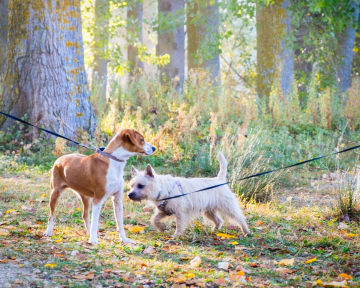 Hundebegegnung an Leine