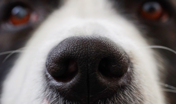 dog-2225537_1920