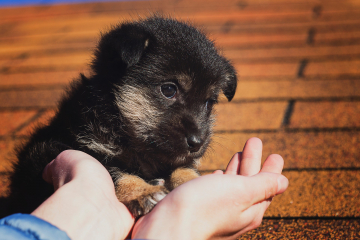 puppy-2814858_1920