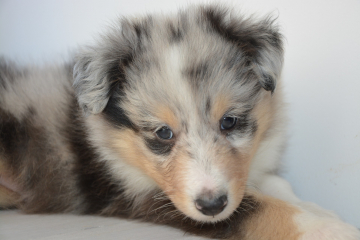 puppy-3181325_1920