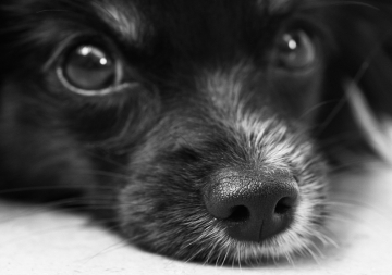 dog-187817