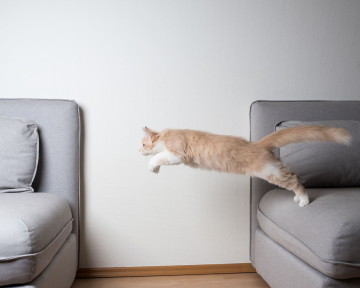 Beschäftigungstraining Katzen