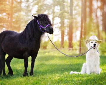 Pferd und Hund 1