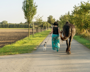 Pferd und Hund 2(1)