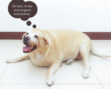 Ernährungsberatung für dicke Hunde