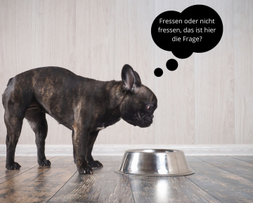 Ernährungsberatung für mäkelige Hunde