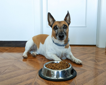 Ernährungsberatung für alte Hunde