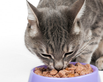 Ernährungs- und Gesundheitsberatung für Katzen